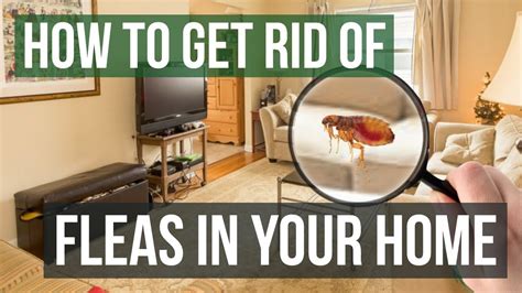 can fleas infest a house.